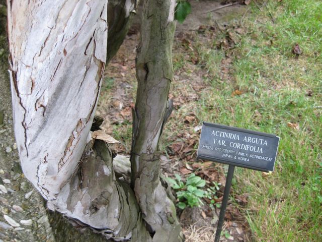 File:640px-IMG 1346 bbg09.jpg