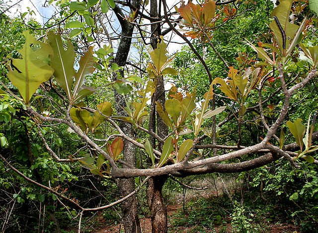 File:640px-Semi-looper from Noctuidae family on Terminalia bellerica W IMG 9218.jpg
