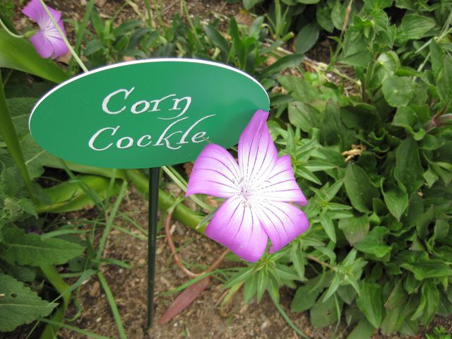 File:640px-IMG 5188 hunt0904.jpg