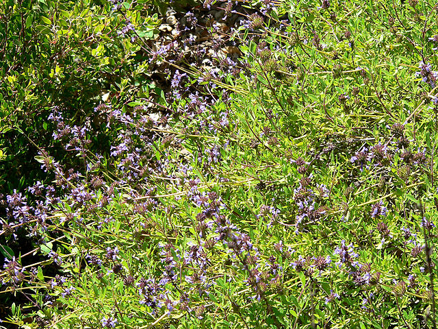 File:640px-Salvia munzii 1.jpg