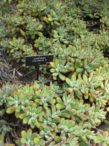 File:360px-IMG 7446 hunt09jun.jpg