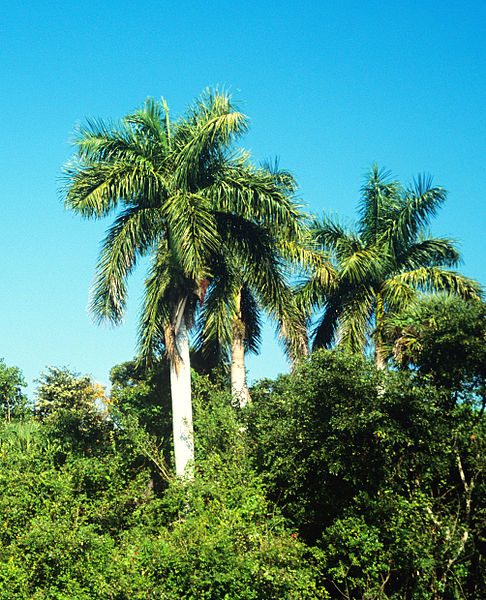 File:486px-Roystonea regia.jpg