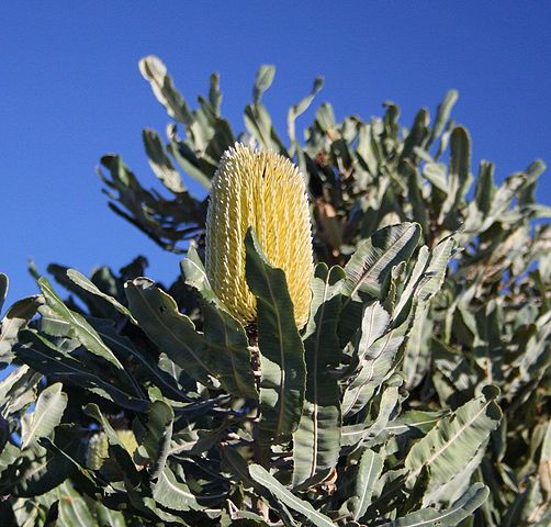 File:502px-Banksia menziesii yellow2 Cataby email.jpg