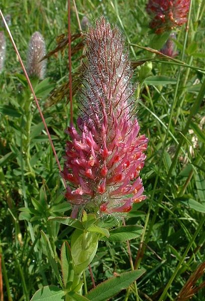 File:409px-Trifolium rubens5.jpg