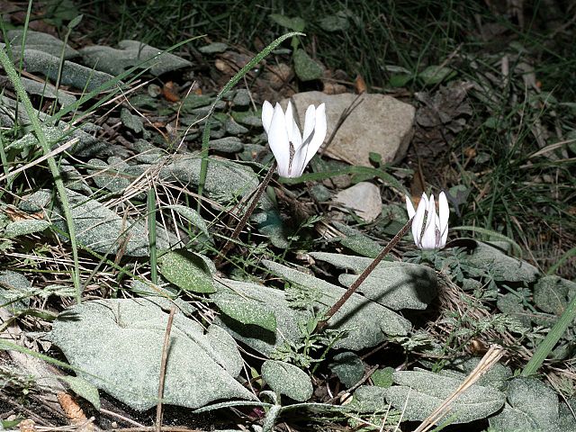 File:640px-Cyclamen balearicum Mallorca 002.jpg