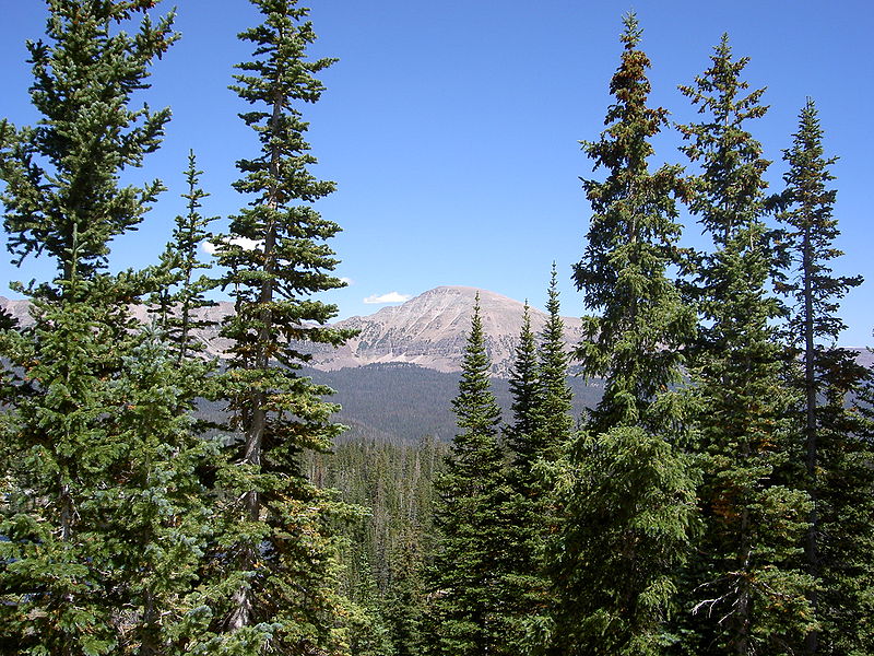 File:800px-Abies lasiocarpa bifolia Picea engelmannii2.jpg