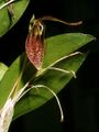 File:90px-Restrepia aristulifera Orchi 01.jpg