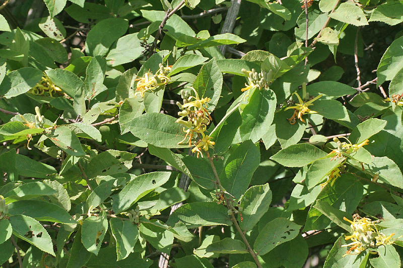 File:Grewia flavescens (G pilosa)- Khatkhati in Hyderabad, AP W IMG 9133.jpg