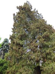 File:180px-IMG 4458 hunt0904.jpg