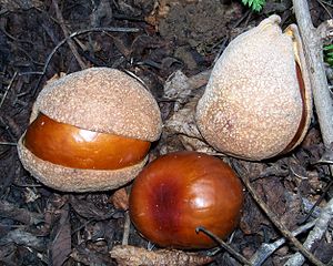 File:300px-Aesculus californica-Seed-3.jpg