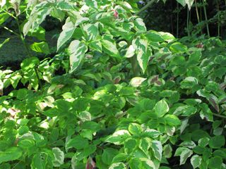 File:320px-IMG 0096 nybg09.jpg