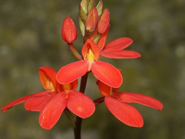File:640px-Disa cardinalis 250603.jpg