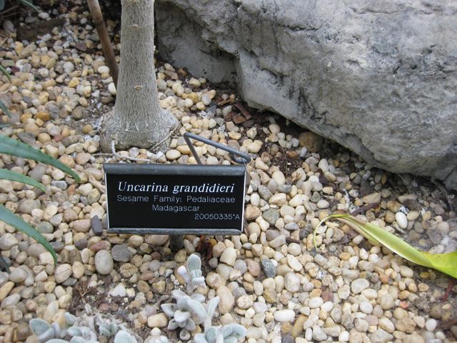 File:640px-IMG 1260 bbg09.jpg