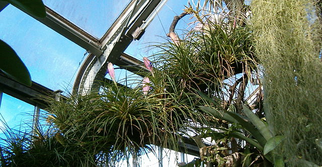 File:640px-Tillandsia cyanea cyanea HabitusInflorescenceFlower BotGardBln091006.jpg