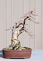 File:85px-Honeysuckle bonsai 2-3-08.jpg