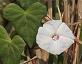 File:120px-Ipomoea marginata in Hyderabad W IMG 4988.jpg