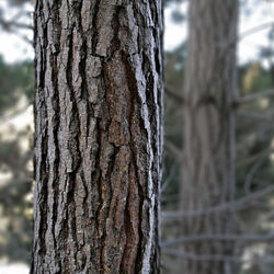 File:250px-Pine bark.jpg