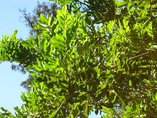 File:320px-IMG 2068 hunt09oct.jpg