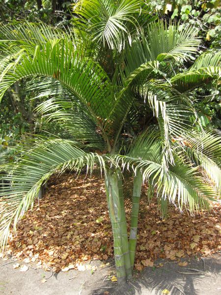 File:450px-IMG 4166 hunt0904.jpg