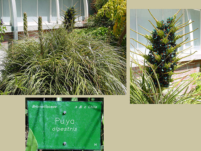 File:640px-Puya alpestris 3.jpg