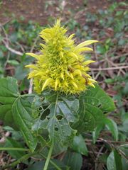 File:180px-IMG 5010 hunt0904.jpg