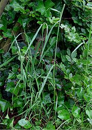 File:180px-Timoteegras plant Phleum pratense subsp pratense.jpg