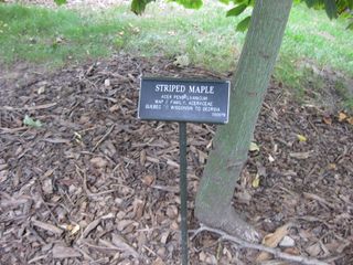 File:320px-IMG 1315 bbg09.jpg