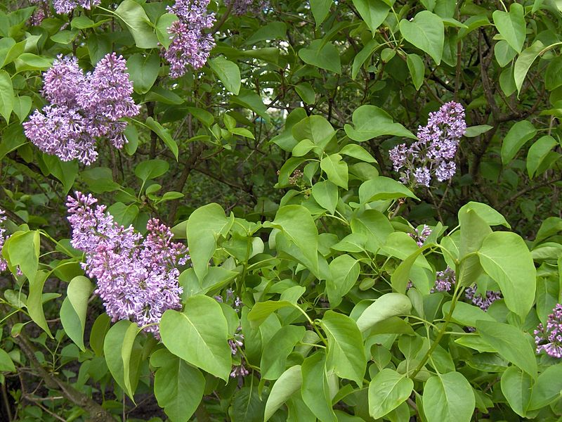 File:800px-Syringa.vulgaris(01).jpg
