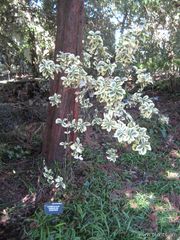File:180px-Euonymus-sp. variegated euonymus-IMG 7699 sfbg0308.jpg