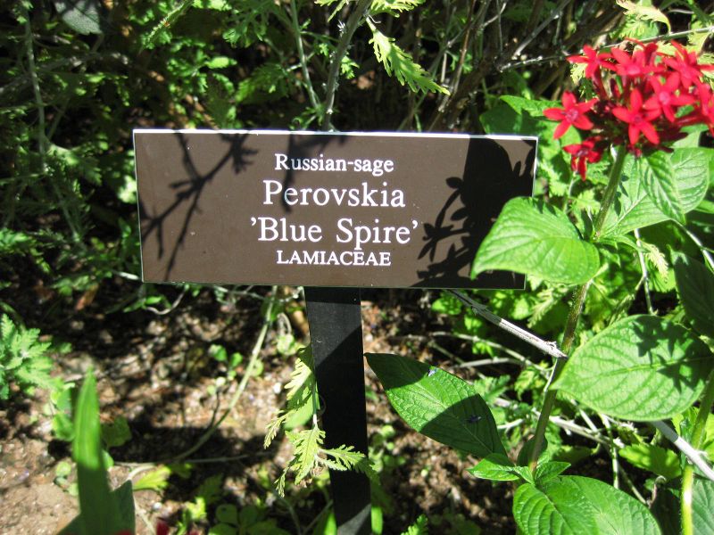 File:800px-IMG 0142 nybg09.jpg