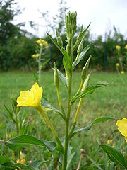 File:180px-Oenothera biennis 20050825 945.jpg