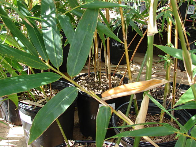 File:640px-Starr 080117-2053 Bambusa oldhami.jpg