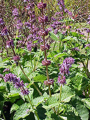 File:180px-Salvia hians0-1-.jpg