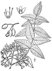 File:180px-Zanthoxylum.clava02.jpg