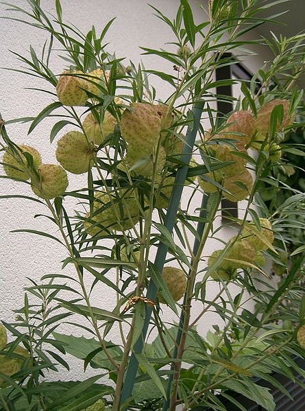 File:445px-Asclepias physocarpa2.jpg