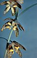 File:76px-Fritillariaatropurpurea.jpg