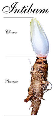 File:180px-Intibum Witloof schema.jpg