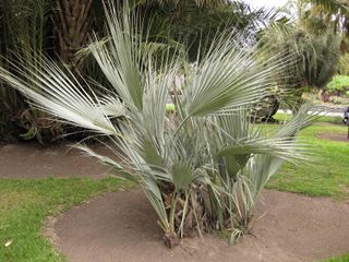 File:320px-IMG 4026 hunt0904.jpg