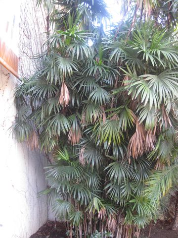 File:360px-IMG 1969 hunt0903.jpg