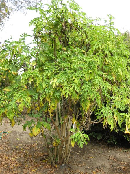 File:450px-IMG 4986 hunt0904.jpg