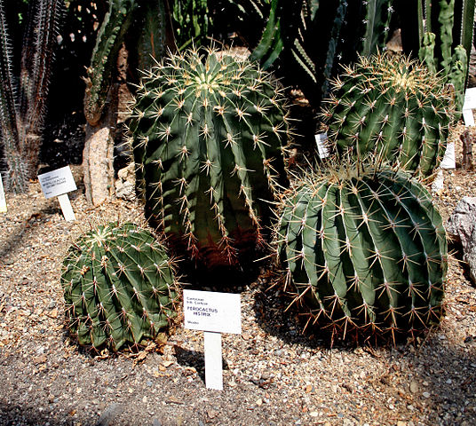 File:536px-Ferocactus histrix 2.jpg