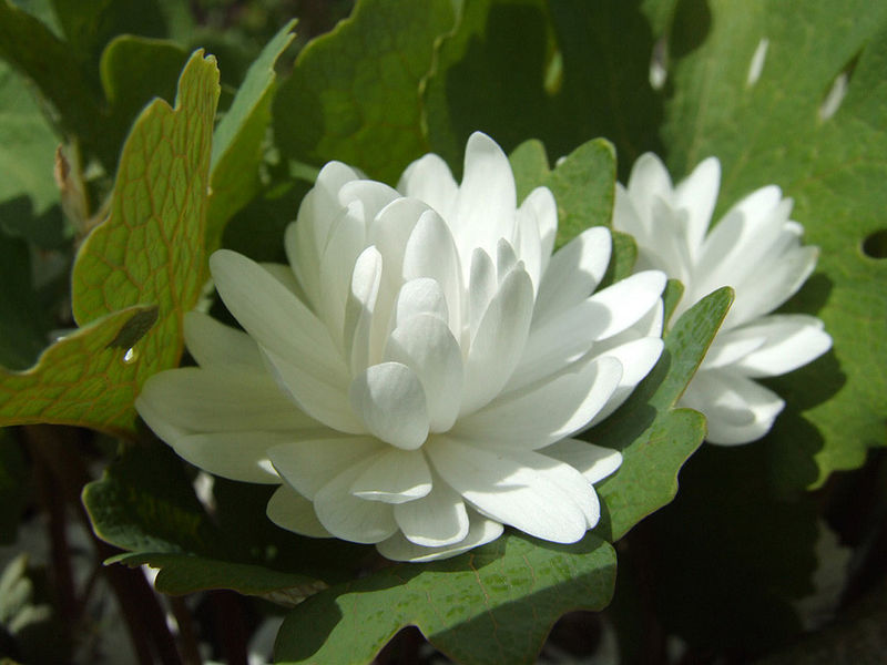File:800px-Double Sanguinaria.jpg