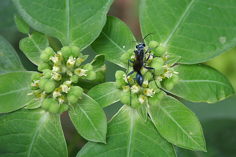 File:Euphorbia heterophylla (Painted Euphorbia, Desert Poinsettia) near Talakona forest, AP W IMG 8119.jpg