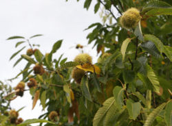 File:250px-Chestnuts on tree.jpg