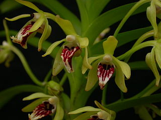 File:320px-Trudelia cristata.jpg