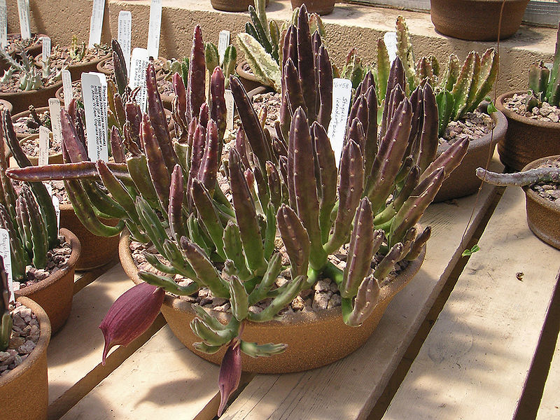 File:800px-PICT8942-Stapelia-leendertz.jpg