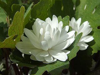File:320px-Double Sanguinaria.jpg