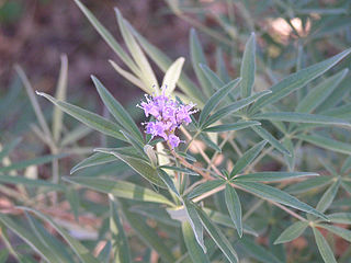 File:320px-Flowers of Vitex agnus-castus in Texas.jpg
