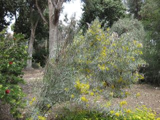 File:320px-IMG 4530 hunt0904.jpg