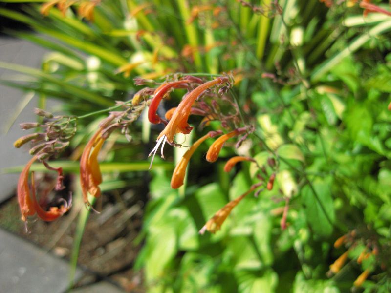 File:800px-IMG 0125 nybg09.jpg